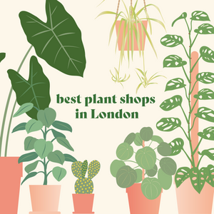 best plant shops in london graphic. Top houseplant shops