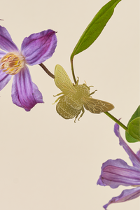 plant animal bumblebee on purple flower