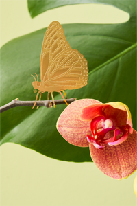 butterfly plant animal gift houseplant decoration on orchid 