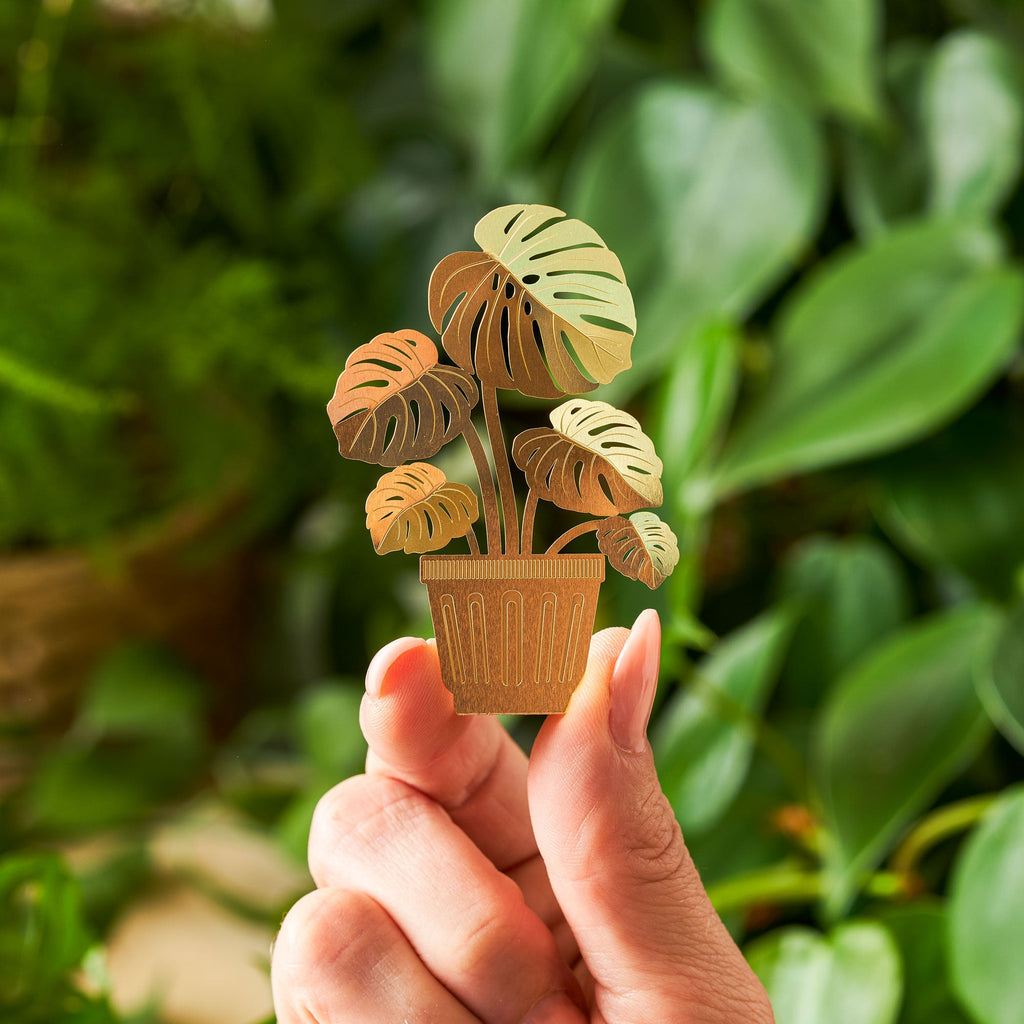 monstera plant gift Tiny Plant Monstera