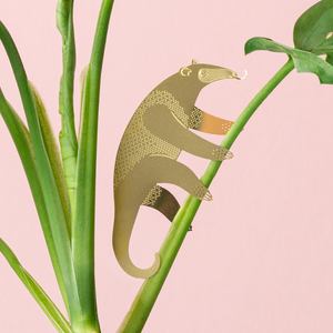 houseplant gifts anteater