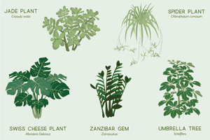 Houseplants that won't die