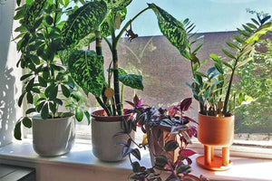 5 House Plants Care Tips!