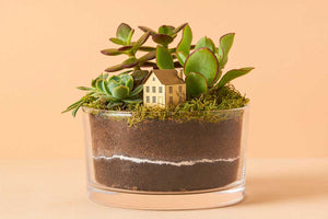 Make your own terrarium