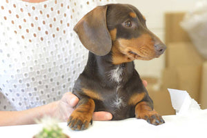 Stanley Sausage Dog