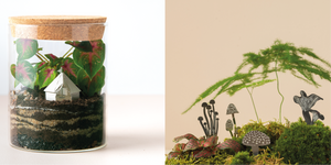Terrarium Decor