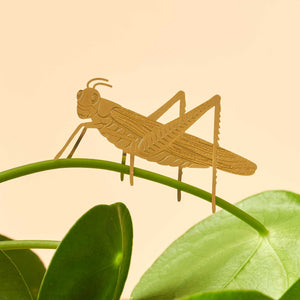 grasshopper plant animal decoration on a pilea