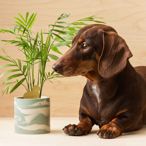 Plant Animal Dachshund ~ Pet Edition
