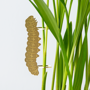 Plant Animal Caterpillar