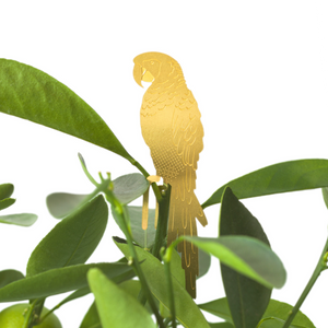 Plant Animal Parrot