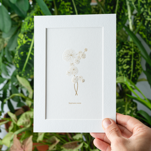 Stephania Erecta gold foil embossed houseplant Print