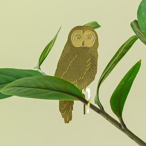 owl plant animal